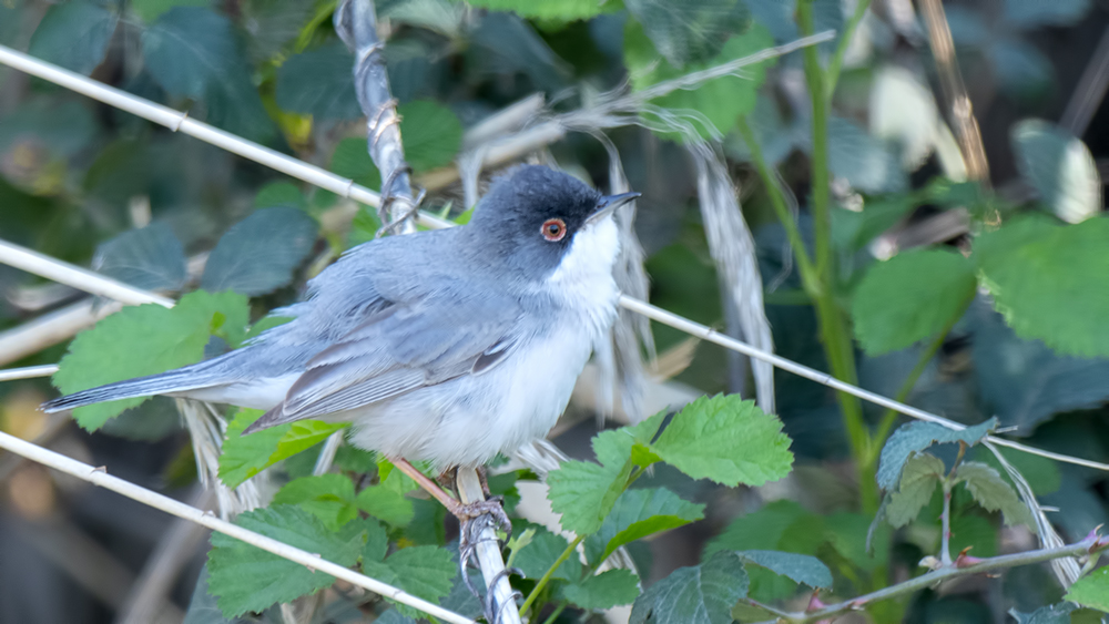 Menetries's Warbler